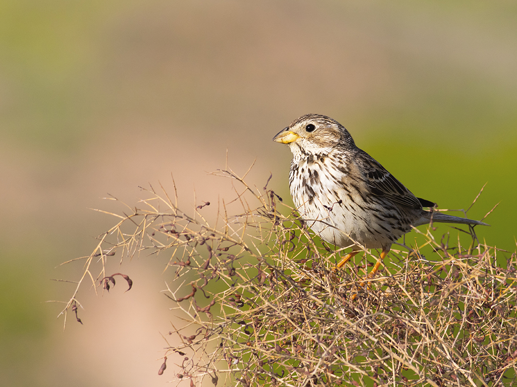Corn Bunting